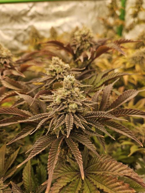 Velvet Kir Royal - HnnyHmp - Winter Grow. Week 15