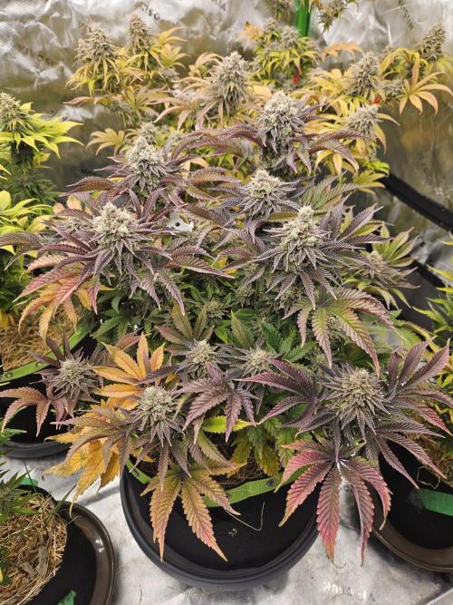 Velvet Kir Royal - HnnyHmp - Winter Grow. Week 15