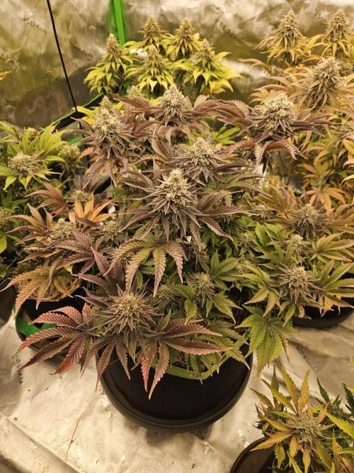 Velvet Kir Royal - HnnyHmp - Winter Grow. Week 15