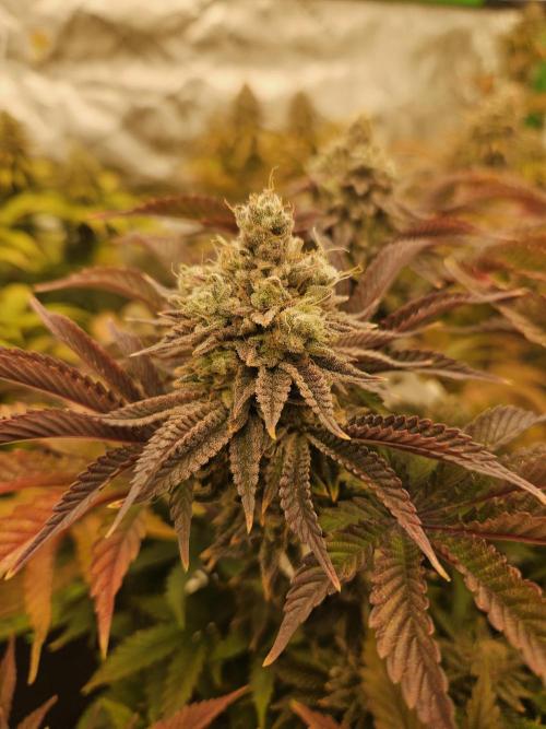 Velvet Kir Royal - HnnyHmp - Winter Grow. Week 15