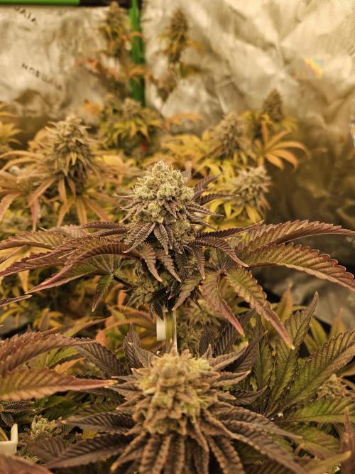 Velvet Kir Royal - HnnyHmp - Winter Grow. Week 15