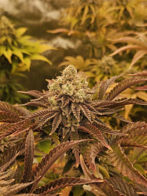 Velvet Kir Royal - HnnyHmp - Winter Grow. Week 15