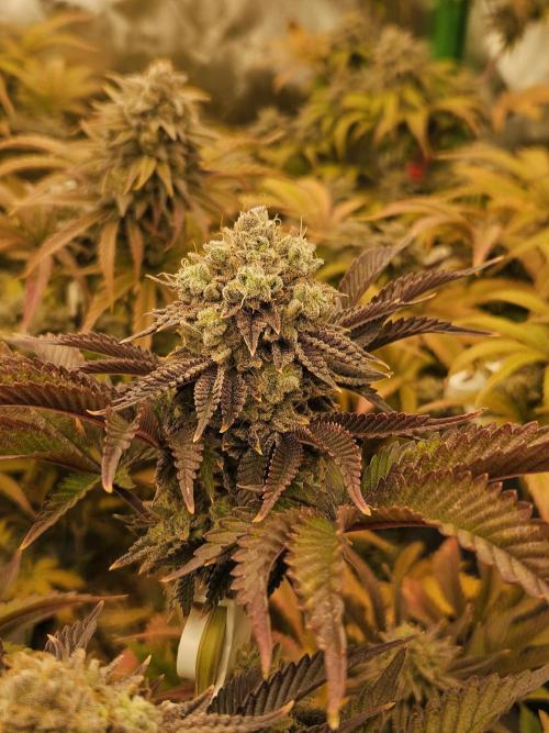 Velvet Kir Royal - HnnyHmp - Winter Grow. Week 15