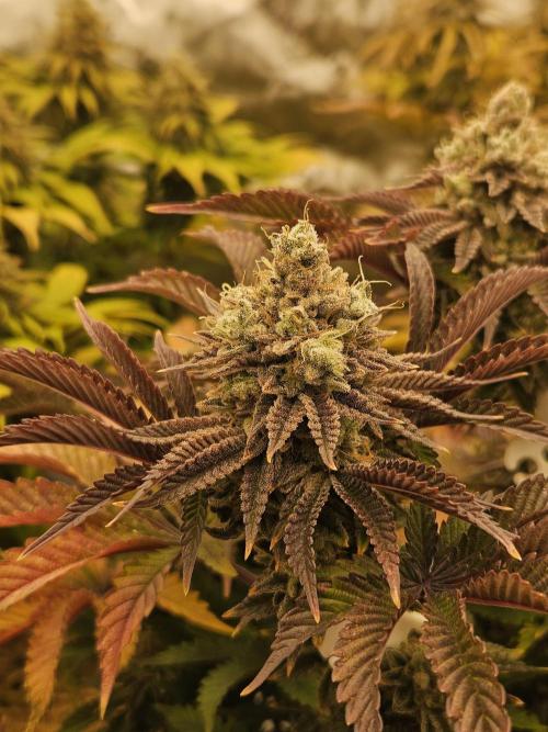 Velvet Kir Royal - HnnyHmp - Winter Grow. Week 15