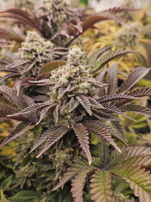Velvet Kir Royal - HnnyHmp - Winter Grow. Week 15