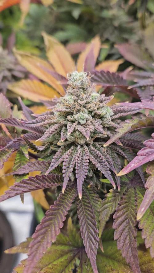 Velvet Kir Royal - HnnyHmp - Winter Grow