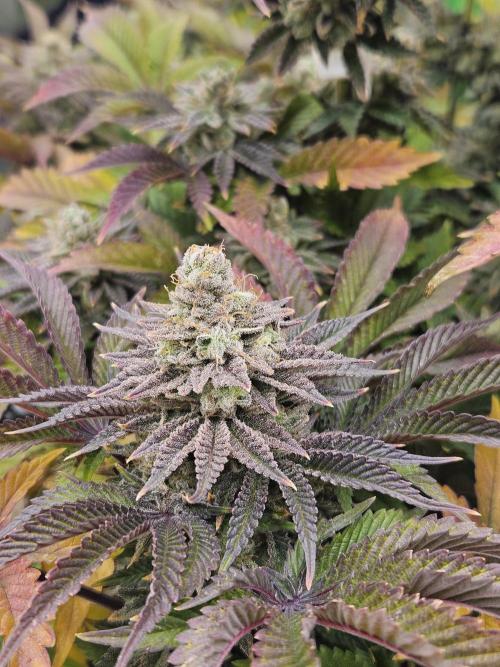 Velvet Kir Royal - HnnyHmp - Winter Grow. Week 15
