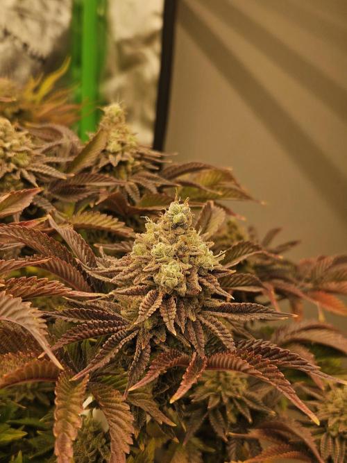 Velvet Kir Royal - HnnyHmp - Winter Grow. Week 15