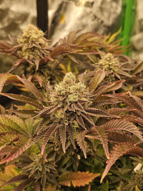 Velvet Kir Royal - HnnyHmp - Winter Grow. Week 15