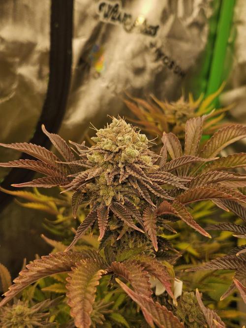 Velvet Kir Royal - HnnyHmp - Winter Grow. Week 15