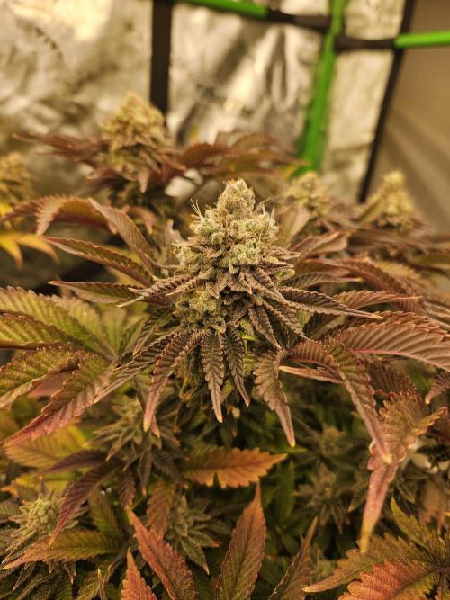 Velvet Kir Royal - HnnyHmp - Winter Grow. Week 15
