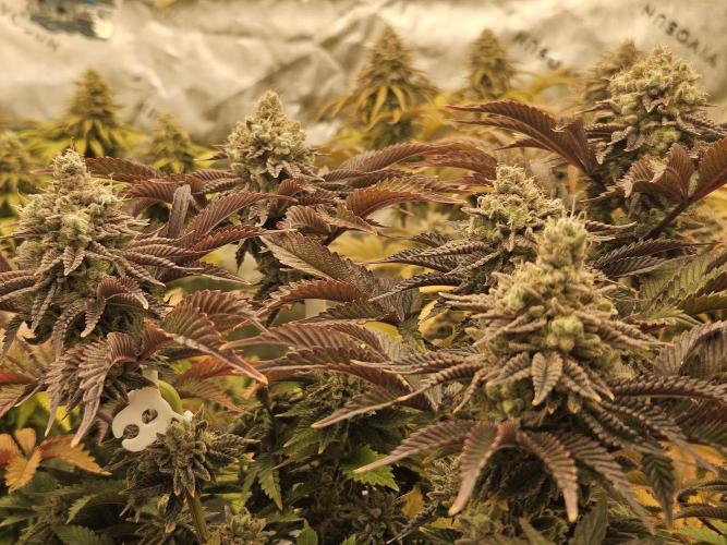 Velvet Kir Royal - HnnyHmp - Winter Grow. Week 15