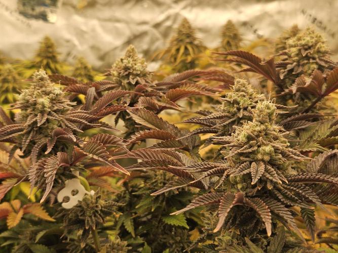 Velvet Kir Royal - HnnyHmp - Winter Grow. Week 15