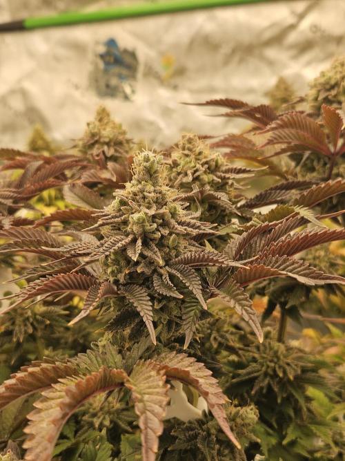 Velvet Kir Royal - HnnyHmp - Winter Grow. Week 15