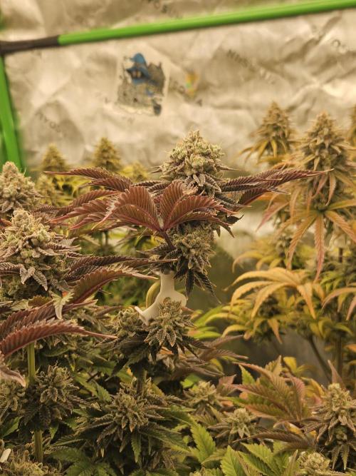 Velvet Kir Royal - HnnyHmp - Winter Grow. Week 15