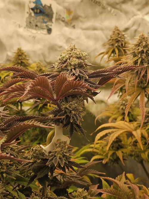 Velvet Kir Royal - HnnyHmp - Winter Grow. Week 15