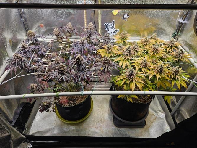 Honeycomp Pave - Compound - Winter Grow. Week 16