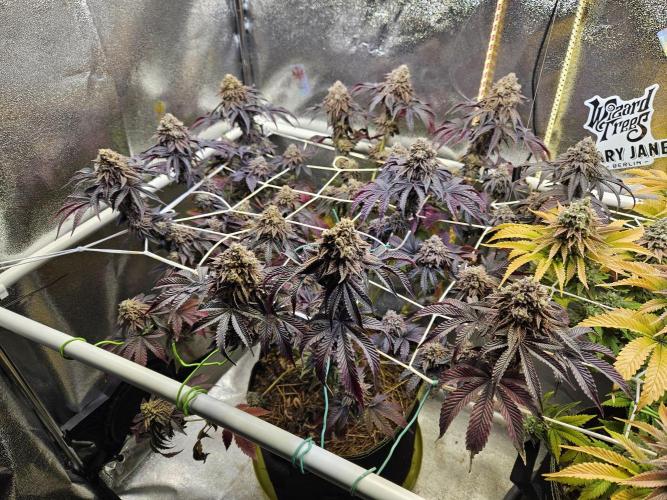 Honeycomp Pave - Compound - Winter Grow. Week 16