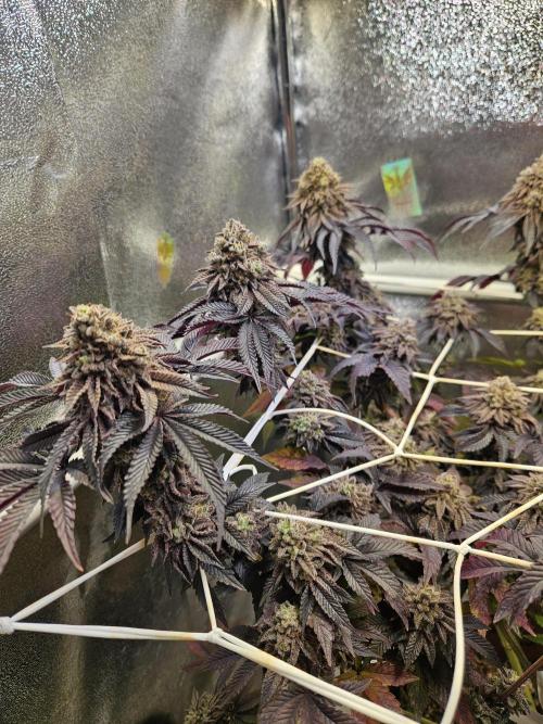 Honeycomp Pave - Compound - Winter Grow. Week 16
