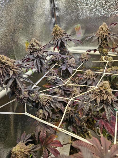 Honeycomp Pave - Compound - Winter Grow. Week 16