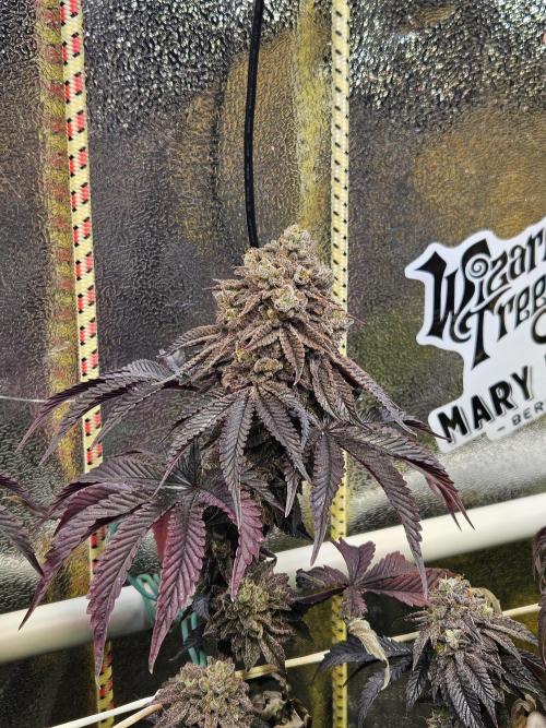 Honeycomp Pave - Compound - Winter Grow. Week 16