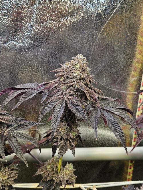 Honeycomp Pave - Compound - Winter Grow. Week 16