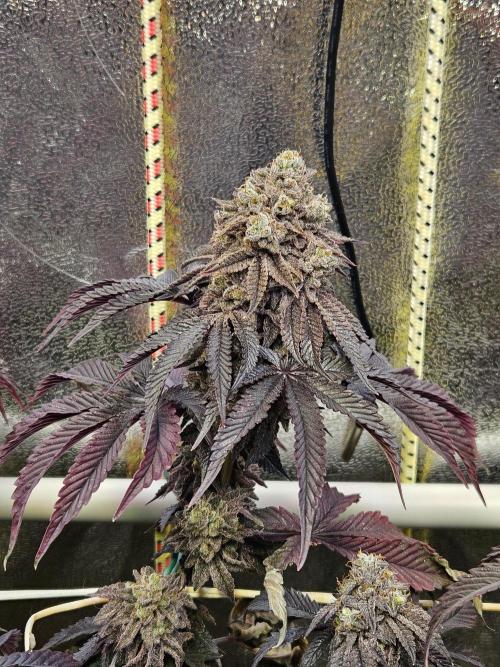 Honeycomp Pave - Compound - Winter Grow. Week 16