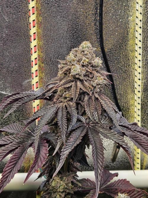 Honeycomp Pave - Compound - Winter Grow. Week 16
