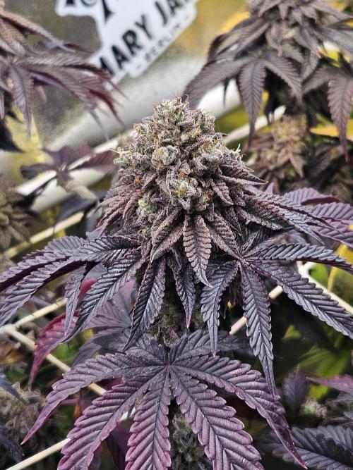 Honeycomp Pave - Compound - Winter Grow. Week 16