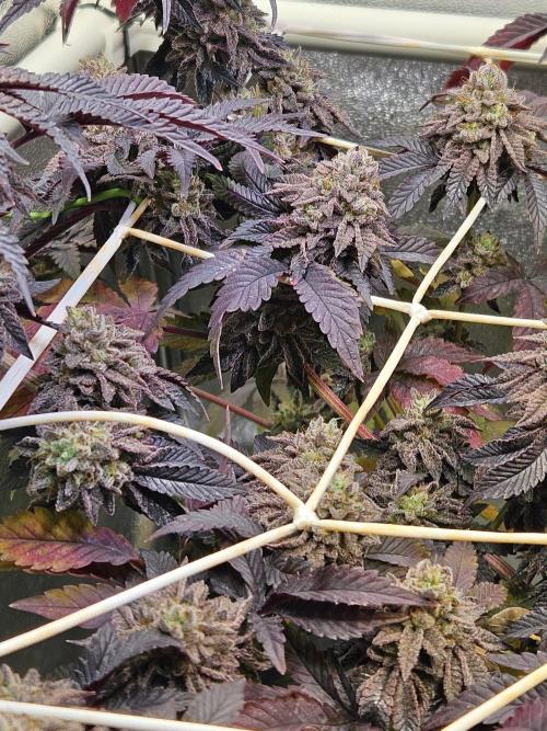Honeycomp Pave - Compound - Winter Grow. Week 16