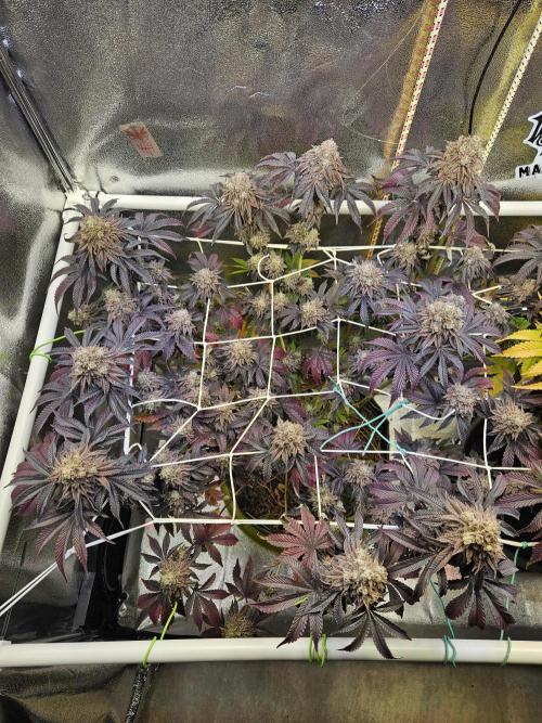 Honeycomp Pave - Compound - Winter Grow. Week 16