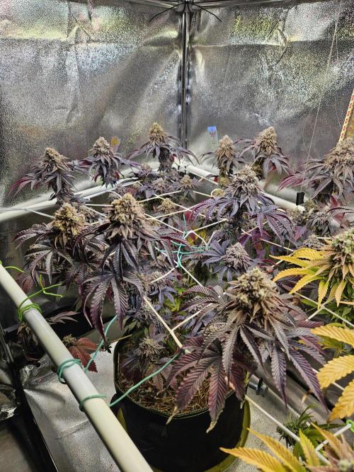 Honeycomp Pave - Compound - Winter Grow. Week 16