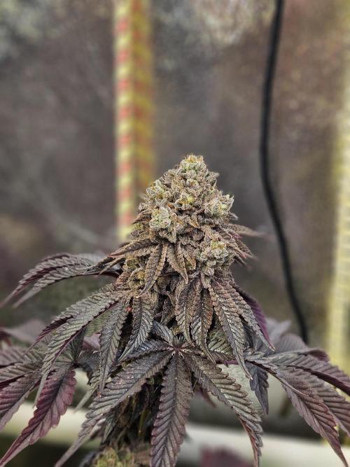 Honeycomp Pave - Compound - Winter Grow. Week 16