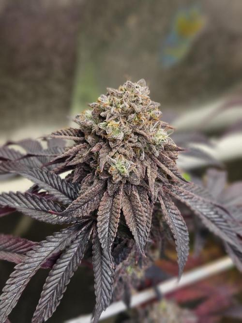 Honeycomp Pave - Compound - Winter Grow. Week 16