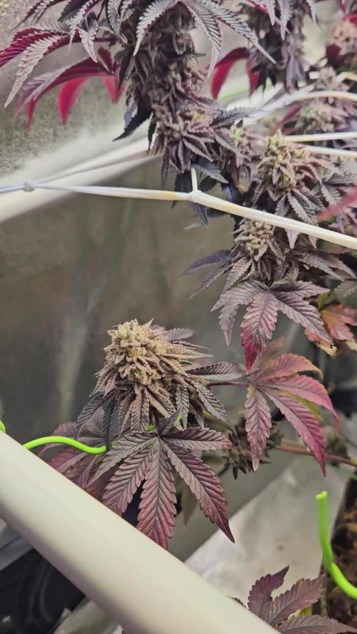 Honeycomp Pave - Compound - Winter Grow