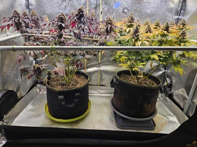 Honeycomp Pave - Compound - Winter Grow. Week 16