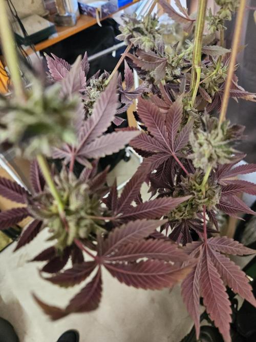 Honeycomp Pave - Compound - Winter Grow. Week 16