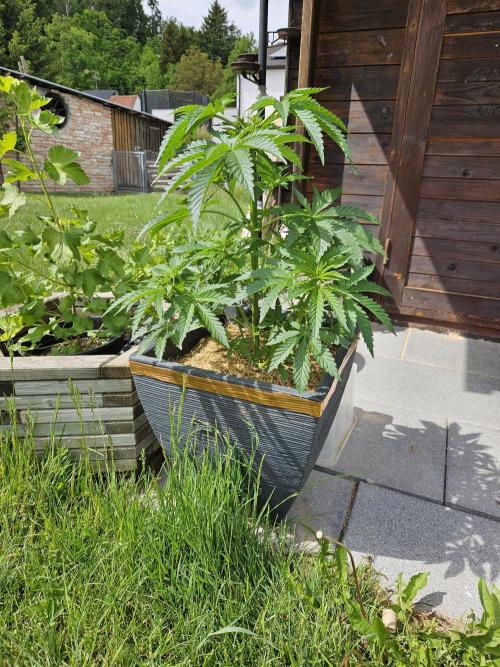 Slushberry Mintz - Outdoor vs Indoor. Week 6