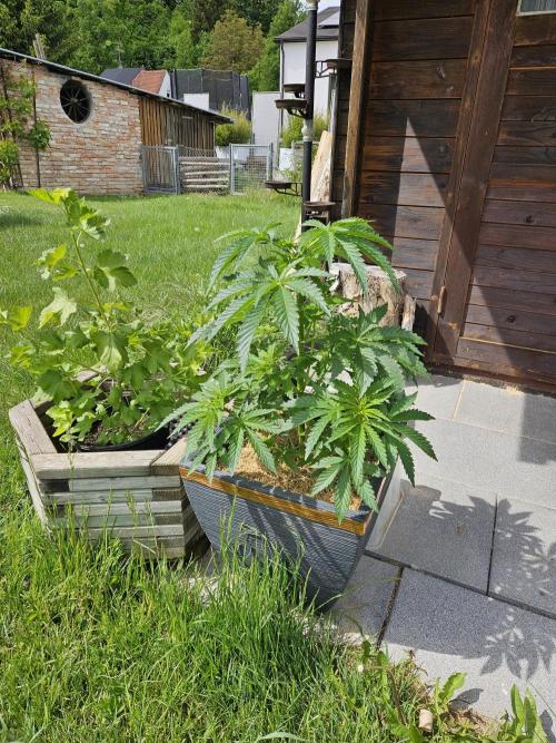 Slushberry Mintz - Outdoor vs Indoor. Week 6