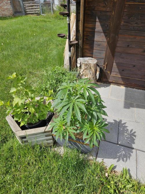 Slushberry Mintz - Outdoor vs Indoor. Week 6