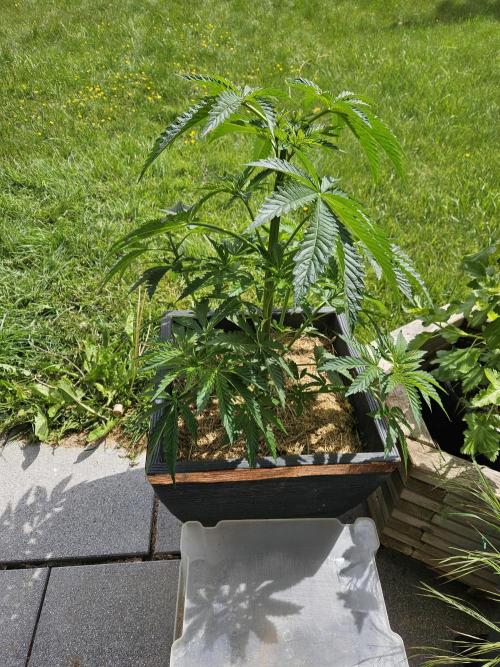 Slushberry Mintz - Outdoor vs Indoor. Week 6