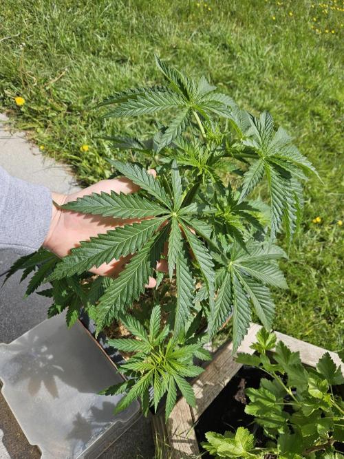 Slushberry Mintz - Outdoor vs Indoor. Week 6