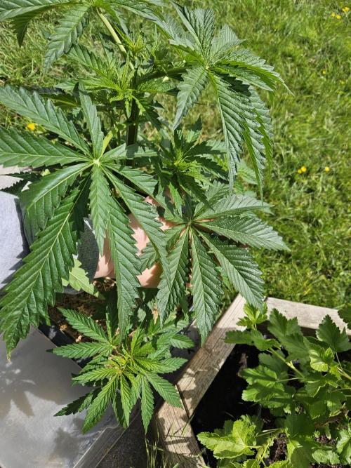 Slushberry Mintz - Outdoor vs Indoor. Week 6