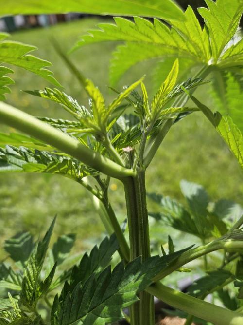 Slushberry Mintz - Outdoor vs Indoor. Week 6