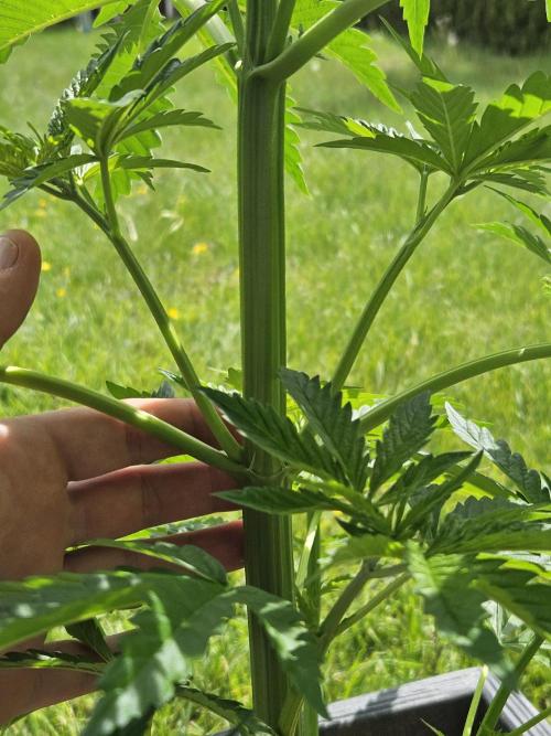 Slushberry Mintz - Outdoor vs Indoor. Week 6