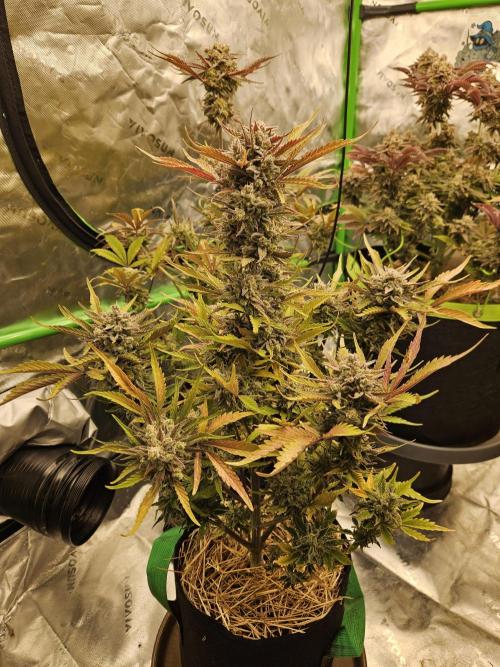 Gorilla Cookies Auto - Winter grow. Week 13