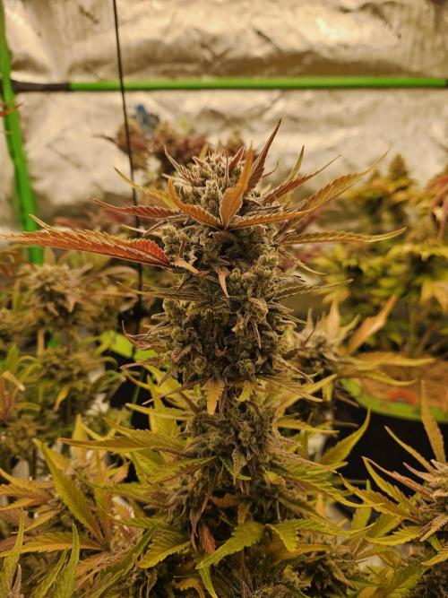 Gorilla Cookies Auto - Winter grow. Week 13