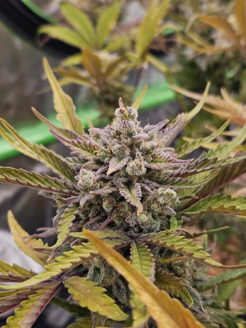Gorilla Cookies Auto - Winter grow. Week 13