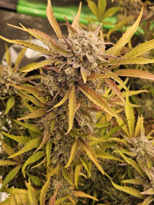 Gorilla Cookies Auto - Winter grow. Week 13