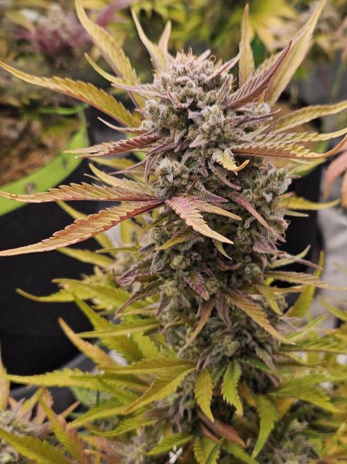 Gorilla Cookies Auto - Winter grow. Week 13